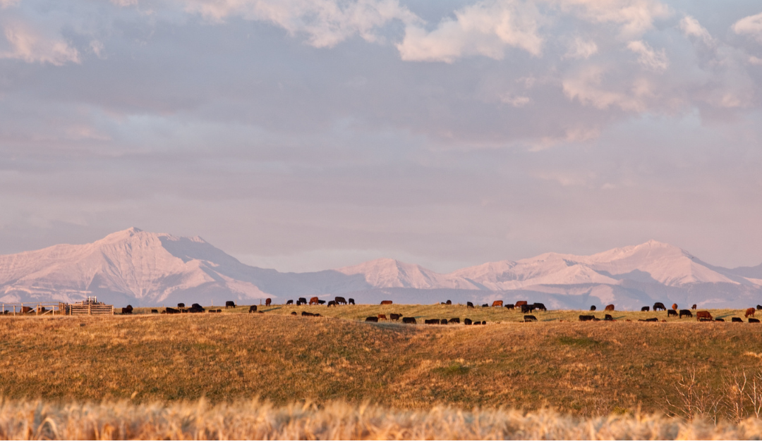 Farmer Spotlight Series: Stories from Grassfed Ranchers Across America